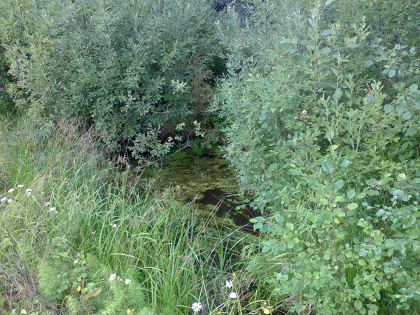 El�m�n l�hde hein�kuussa 2009