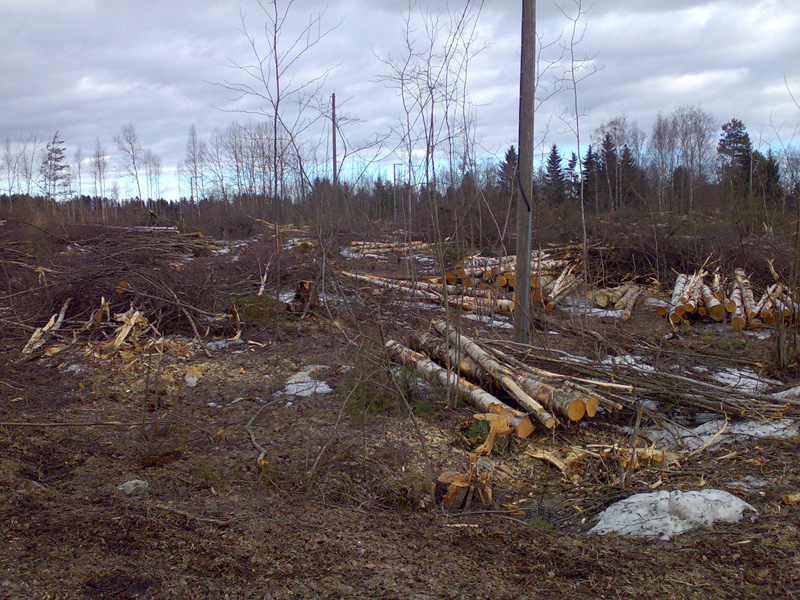 Pari ensimm�ist� puuta nurin!